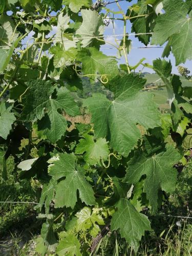 Bed and Breakfast La Volpe tra le Vigne