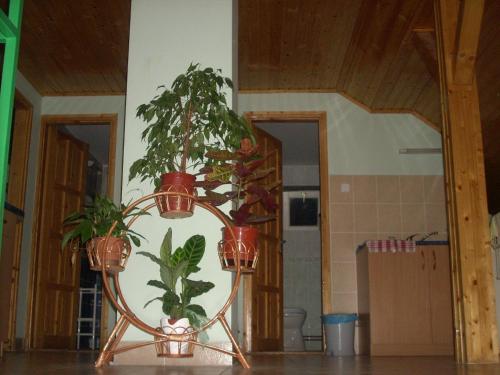 設施, Maya Vendeghaz in 阿巴德薩洛克