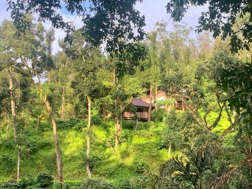 Serene Woods - Kumbaladalu