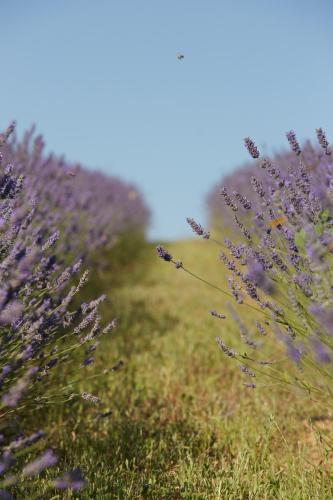 Grandono Agriturismo in Maremma - image 3