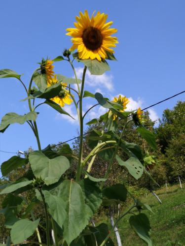 Seosko domacinstvo Halil - image 11