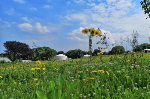 Glamping Yurts near Newquay Glamping Yurts near Newquay