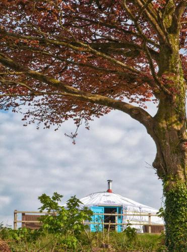 Glamping Yurts near Newquay Glamping Yurts near Newquay