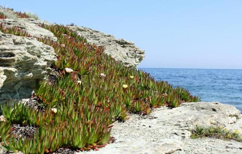 Résidence Saint Cyprien plage - image 6