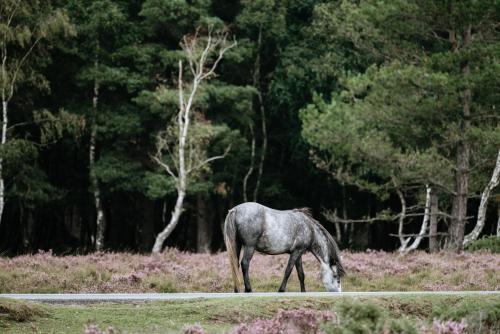 New Forest Lodge