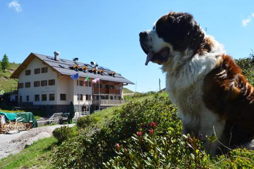 Rifugio Capanna Passo Valles - Accommodation - Falcade