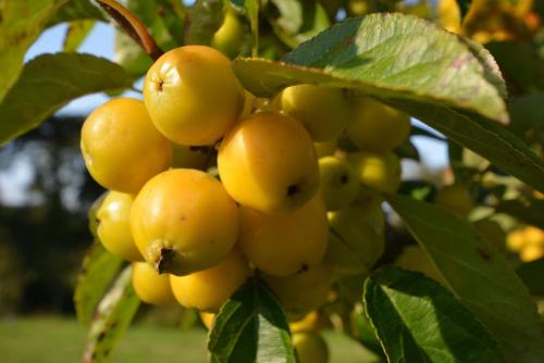 Glamping Yurts near Newquay Glamping Yurts near Newquay