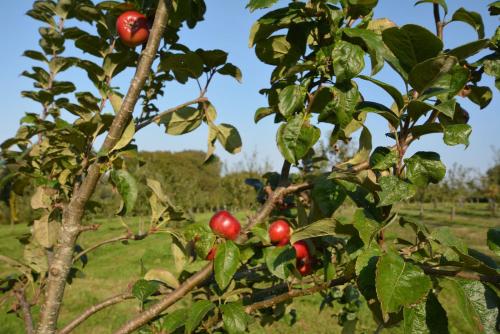 Glamping Yurts near Newquay Glamping Yurts near Newquay