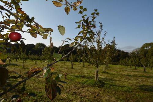 Glamping Yurts near Newquay Glamping Yurts near Newquay