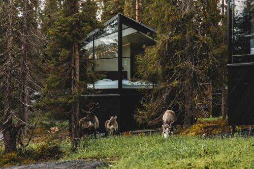 Magical Pond Nature Igloos