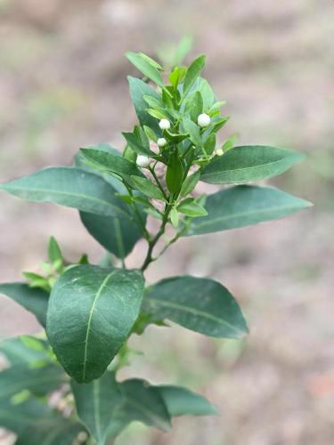 Rancho dos Pássaros Amarelos