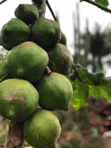 Rancho dos Pássaros Amarelos