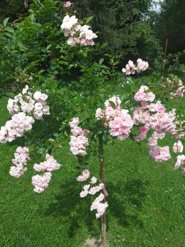 Zajazd Joniec Małgorzata Zajazd Joniec Małgorzata