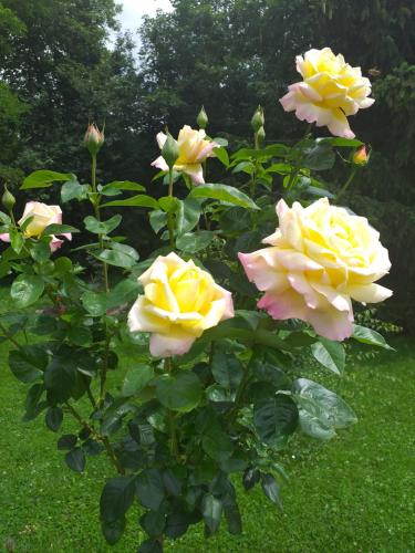 Zajazd Joniec Małgorzata Zajazd Joniec Małgorzata