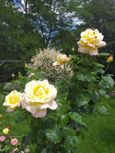 Zajazd Joniec Małgorzata Zajazd Joniec Małgorzata