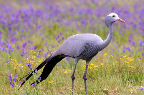 Swellendam Country Lodge - Guest House - B&B