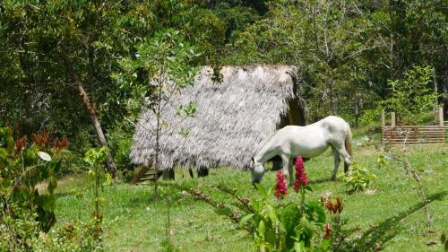 La Perla Negra - Black Pearl Eco Hostel