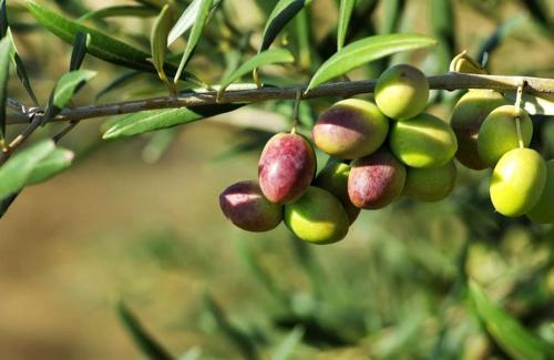 APPARTAMENTO SPAZIOSO VICINO AL MARE