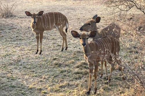 42@ Ditholo Game Lodge