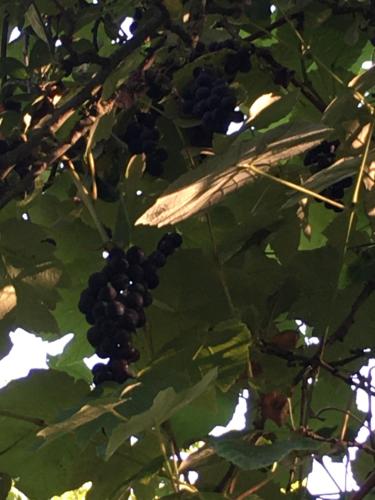 La Ferme Des Vignes