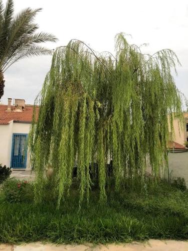  VILLA RISORGIMENTO in centro sul corso principale in Scoglitti