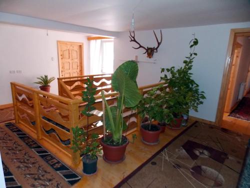 Vestabils, Pensiunea Paradiso in Čelau
