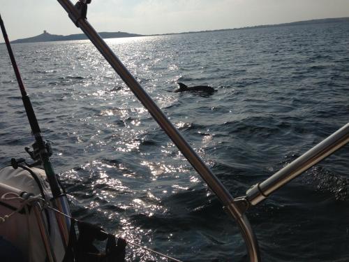 Boat & Sailing Torregrande Sinis Yachting - image 7