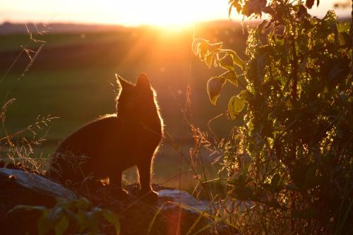 B&B Amtzell - Ferienwohnung Sonnenaufgang - Bed and Breakfast Amtzell