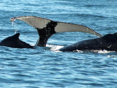 Sancta Maria 10 - Ultimate in luxury & majestic sea views includes private entertainment deck - Free wifi