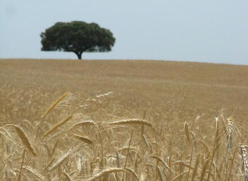  Hospedaria A Italiana in Moura