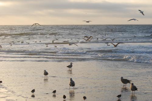Strand, Vakantiehuis Idylle aan Zee, privé SAUNA (Vakantiehuis Idylle aan Zee, prive SAUNA) in Schagerbrug