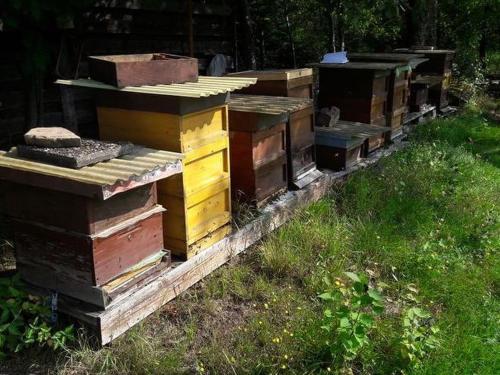 Haus zur Bienenweide