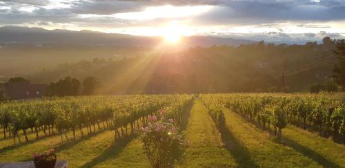 Wein- und Weitblick in Gleinstätten, Österreich
