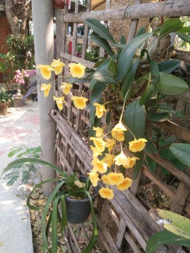 ต้งโฮมหละปูน ณ ตูบคำ Room Type - Twin Room with Garden View