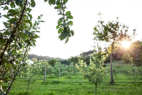 A Quinta Das Maceiras