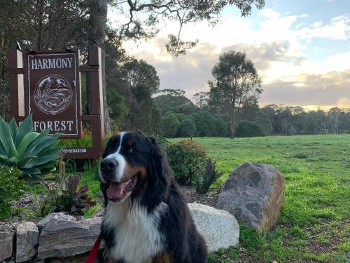 Harmony Forest Cottages & Lake side Lodge