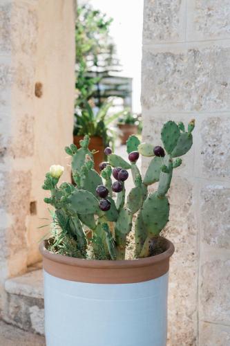 Masseria San Martino - image 10
