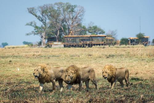 Shumba Camp