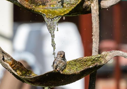 The Montagu Arms Hotel