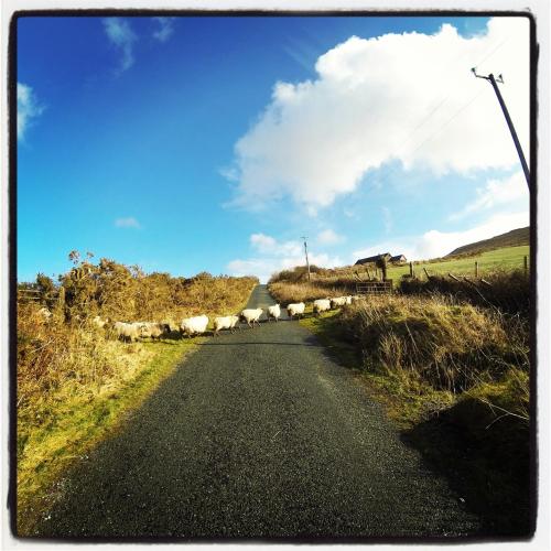 The Old Anchor B&B Annascaul - image 14