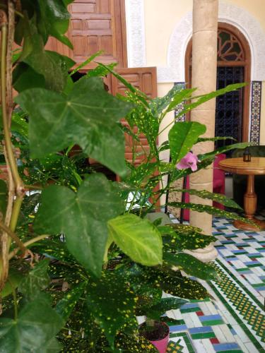Riad Dar Zouhour photo 4