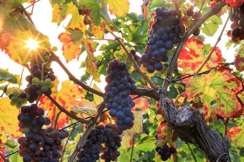 Riesling - helle und großzügige Wohnung mit guter Anbindung, Magonza (foto 5)