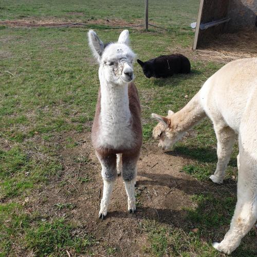 The Alpaca B&B - image 10