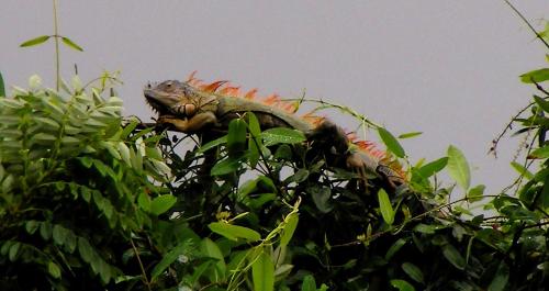 Cabaña Rio Lagarto