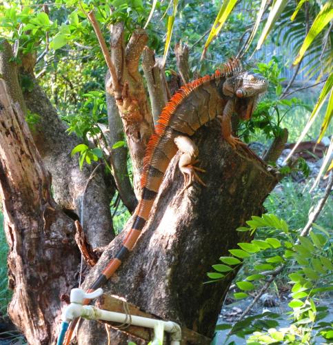 Cabaña Rio Lagarto