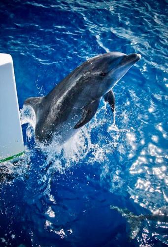 Coco Paradise Coco Paradise