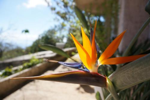 Kefalonia Sea View Cottage