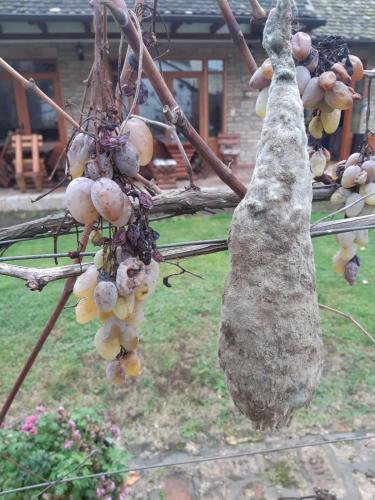 Apartment Ilkićev kućerak - image 5