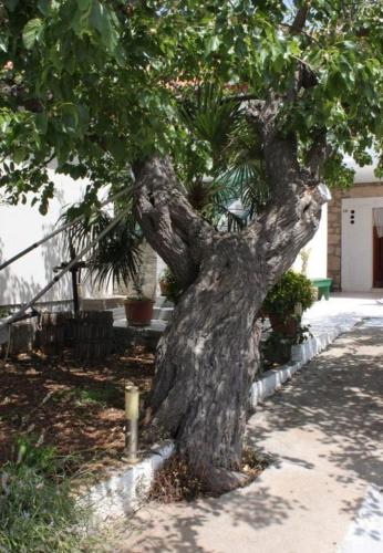  Apartments Tonci - 30 m from beach in Kali