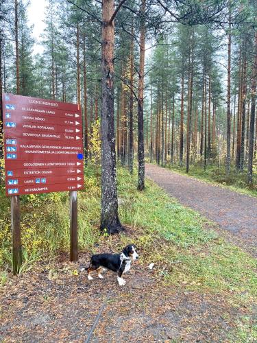 周邊環境, Playa del Finland in 塞伊奈約基